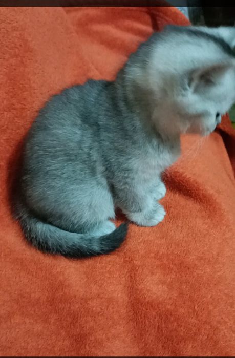 Котята шиншиллы серебристые