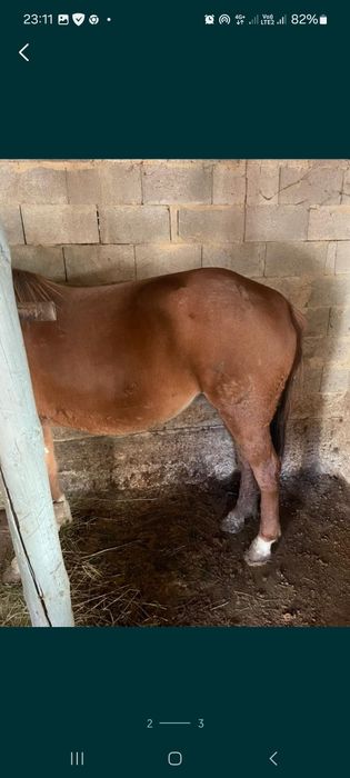 4 жасар семіз жылқы