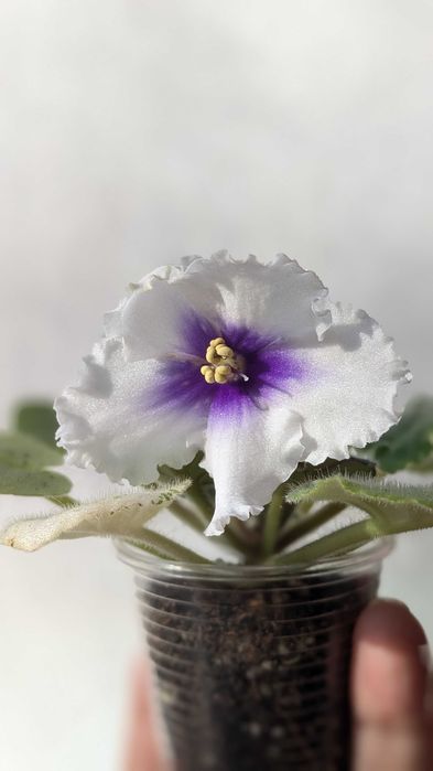 Фиалка (сенполия) Dn-Щедрик