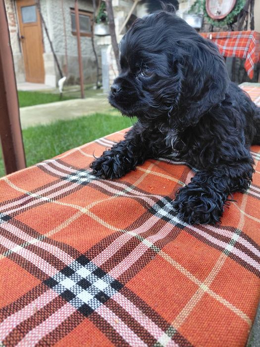 Американски кокер