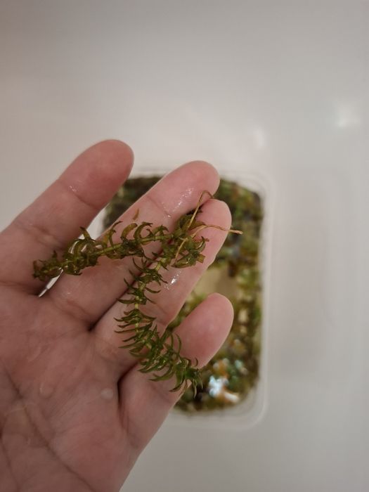 Астранотусы 10см 2шт