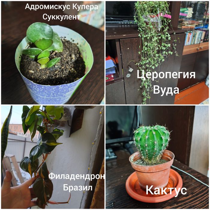 Продам комнатные растения