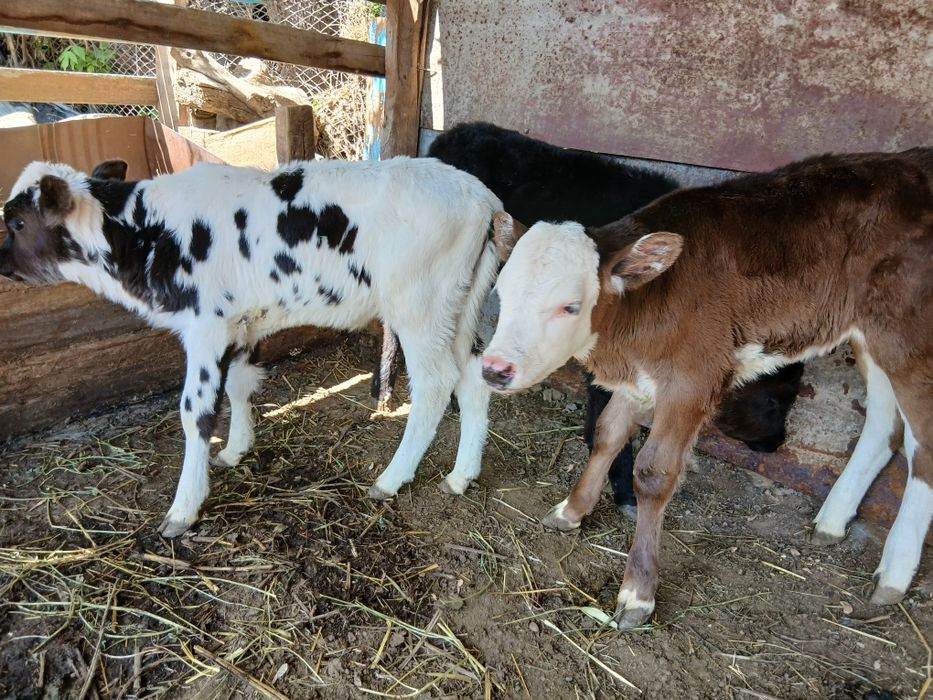 Продаются Телёнки