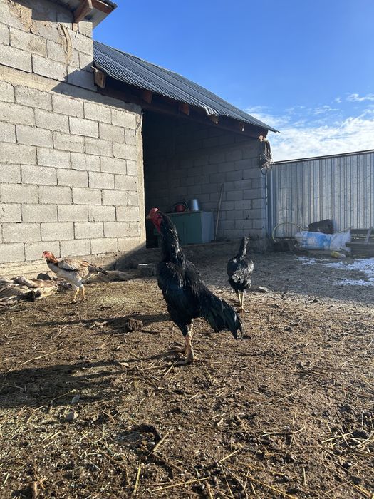 Дакан қораз тулек сатлады