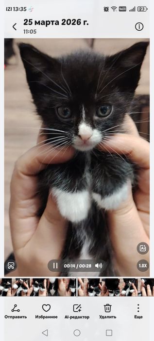 Котята, отдам в добрые руки