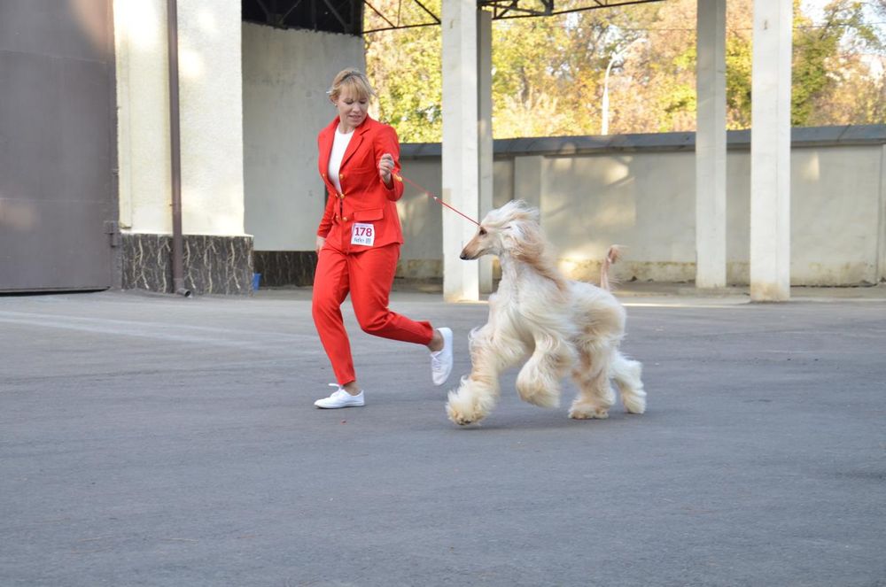 Дрессировка собак -Кинолог