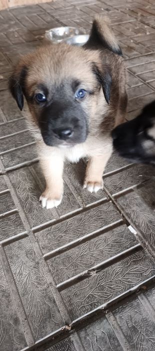 Отдам щенков в хорошие руки