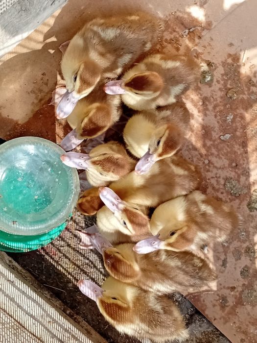 Продам индо утяты