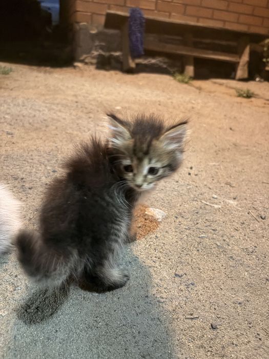 Отдам в добрые руки котят