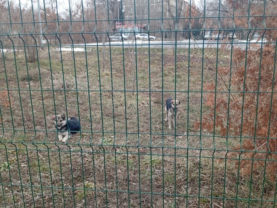 Найдены щенки 4-5 месяцев