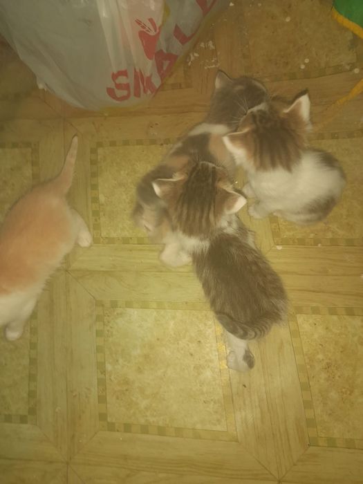 Марғауларды беремін