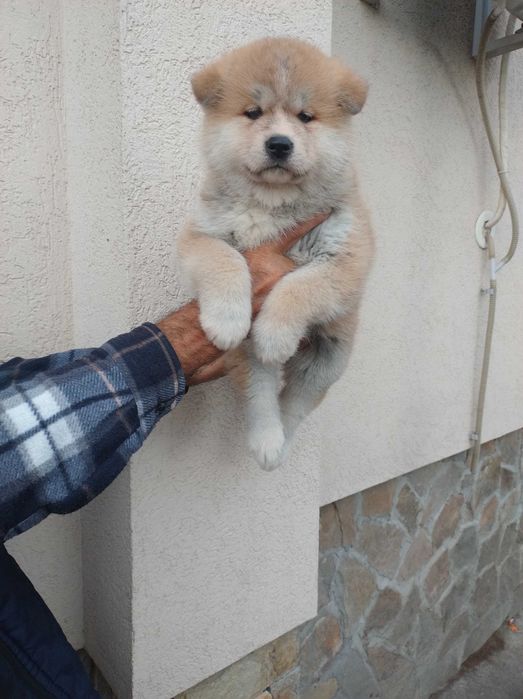 Продавам кученца акита ину