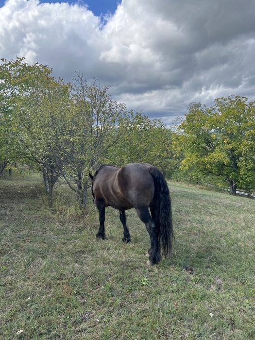 Cal Semigreu Castrat