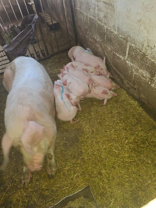 Продам поросят возраст 1 месяц