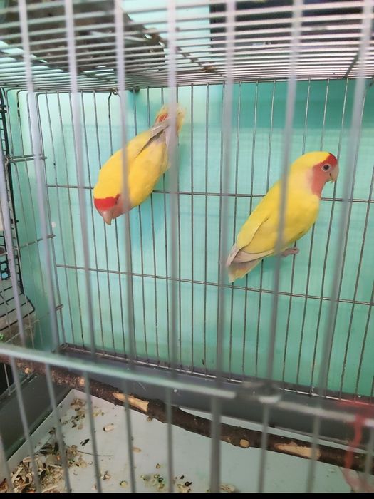 Nerazluchka 1 yoshda hali tuhum qoymagan lekin ishlashvoti