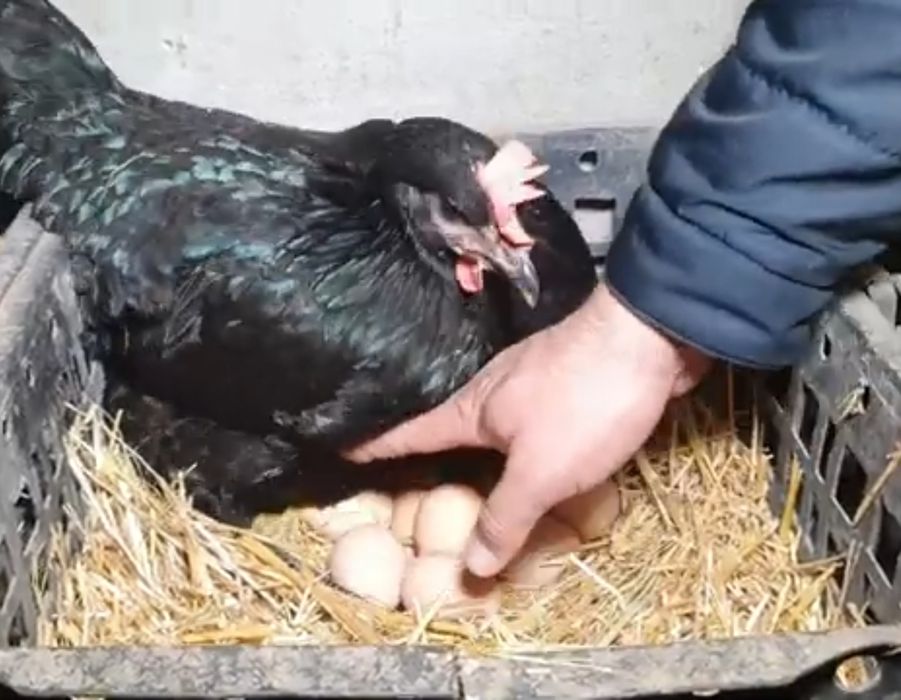 Кора товук уй тухуми