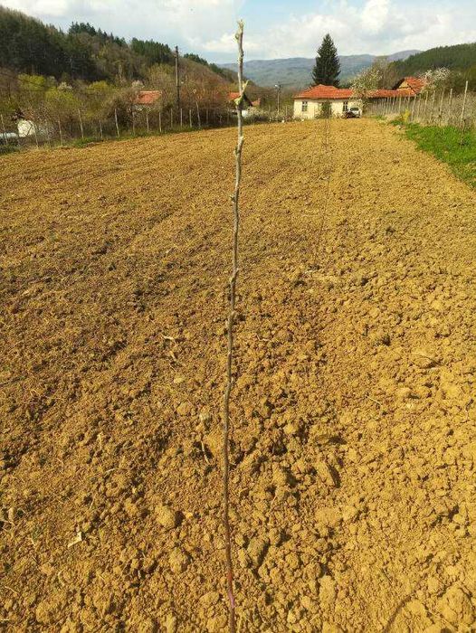 Продава се Земеделски имот в с. Згурово, Област Кюстендил -  кв.м за 3825 €/дка - Снимка #4