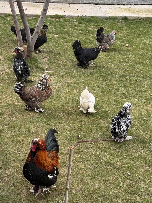 Инкубационные яица