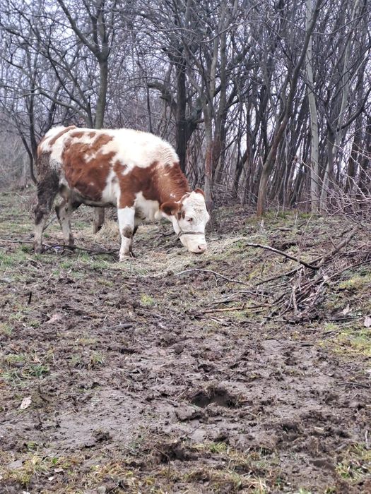 De vânzare o vacă la 2 fătare gestantă de 7 luni