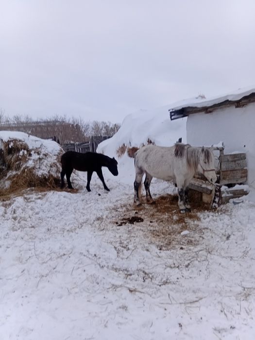 Продам кобылу с жеребенком