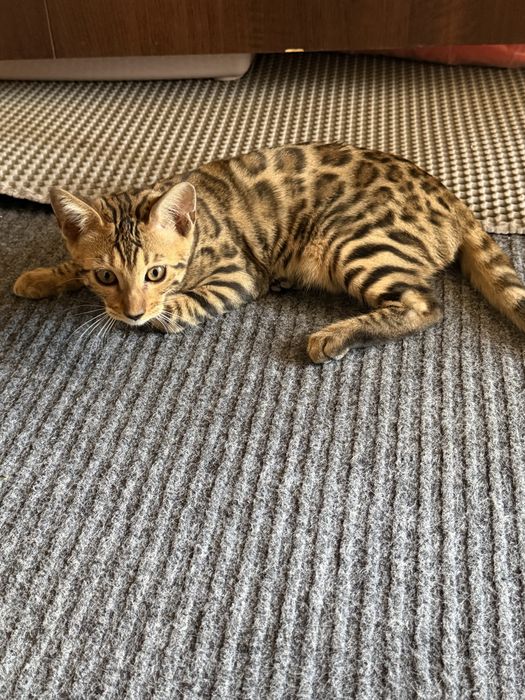 Бенгальский котенок