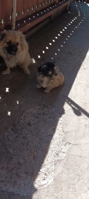Vînd cățelușă pichinez imperial rasă pură