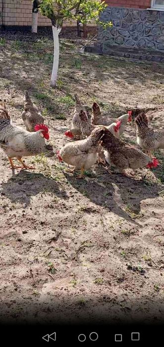 Продам ИЯ Барковской