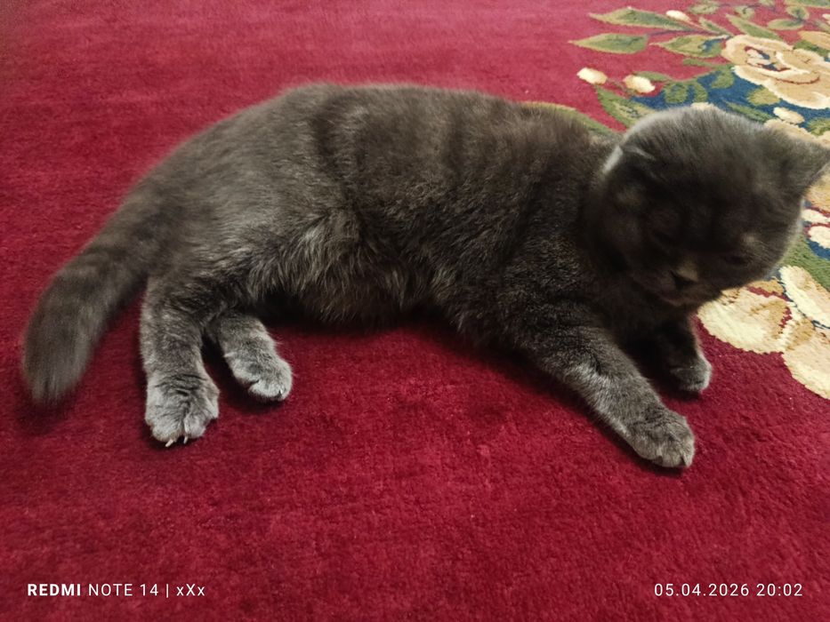 Чистокров на я шотландка