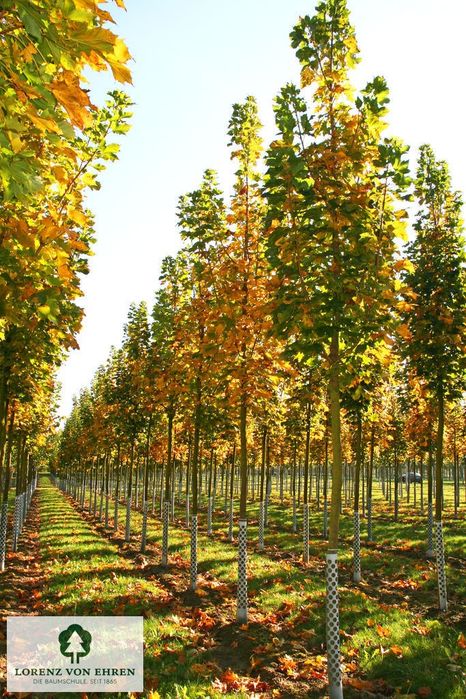Catalpa, copaci de umbra, tei, platan, mesteacăn, arțar, liquidambar, arbore de guma, stejar, copaci, plante ornamentale, amenajări grădini exterioare