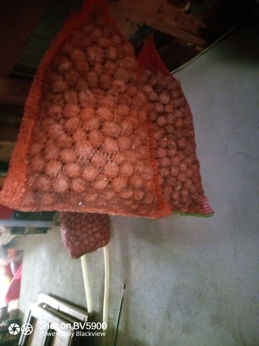 Nuci alese 100kg  2025