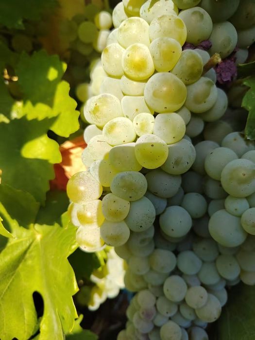Vând strguri de vin