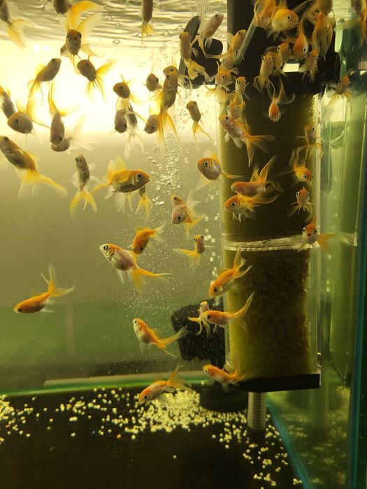 Продам золотых рыбок