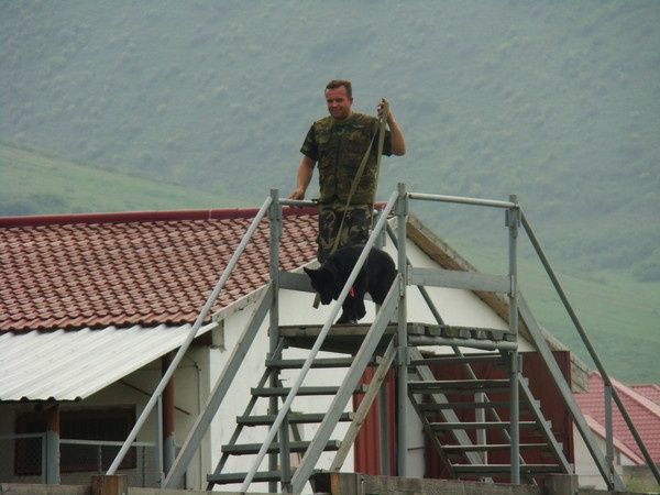 Профессиональная дрессировка собак