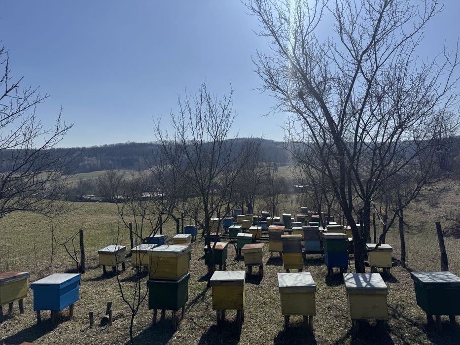 Lăzi de stupi pe 10 rame.