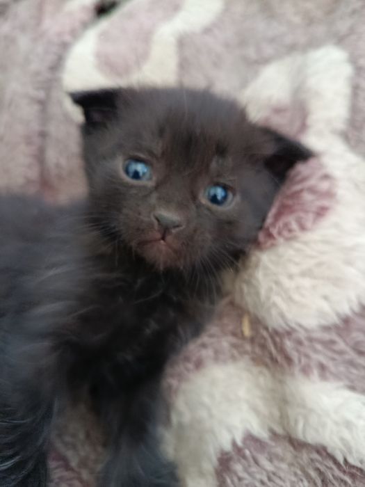 Пролаю скоттиш фолд котенка