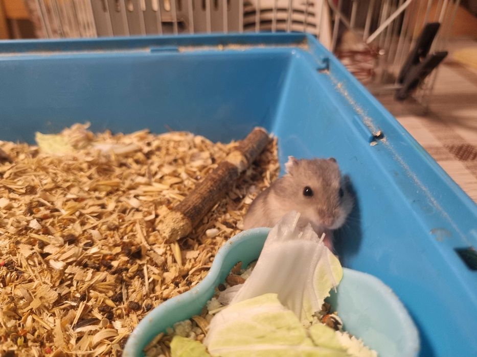 Джунгарские хомячки