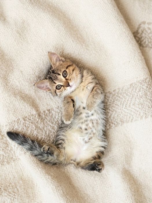 Котенок в добрые руки