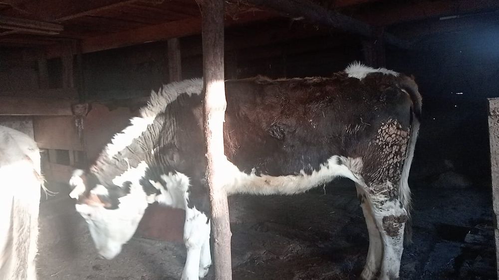 Телка породистая . Возраст 2.2г