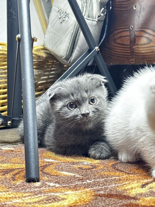Котенок Скоттиш фолд вислоухий чистокровный