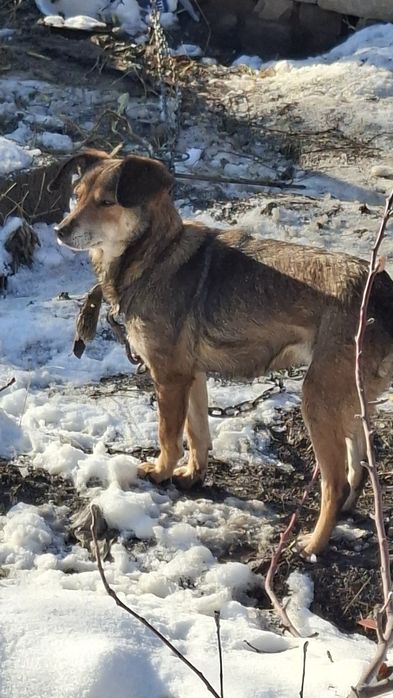 Собака двортерьер