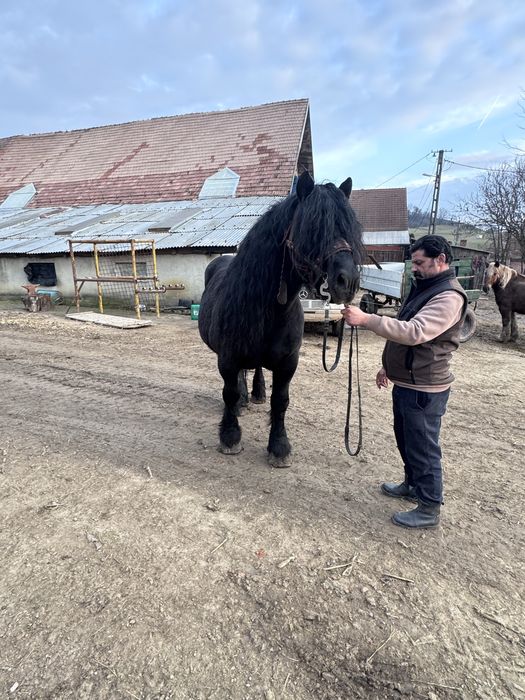 Armăsar negru corb de vânzare