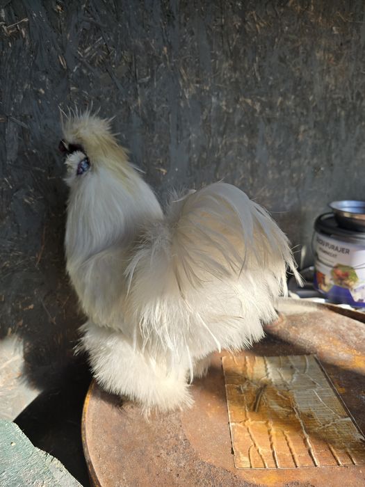 Vând cocos mătase japoneza