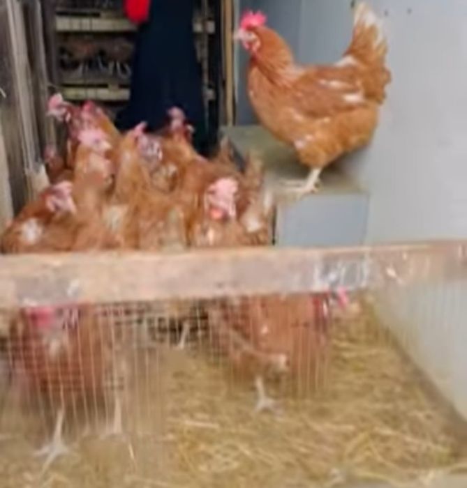 Ferma de găini vă oferim înspre vânzare găini roșii ouătoare