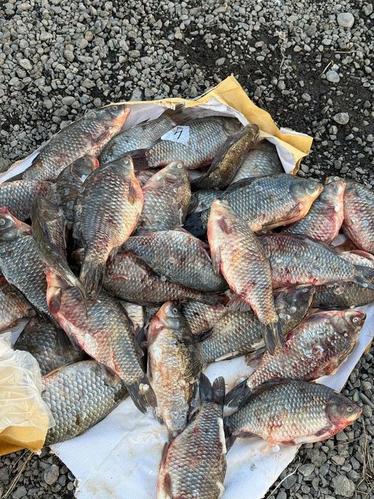 Свежая рыба карась