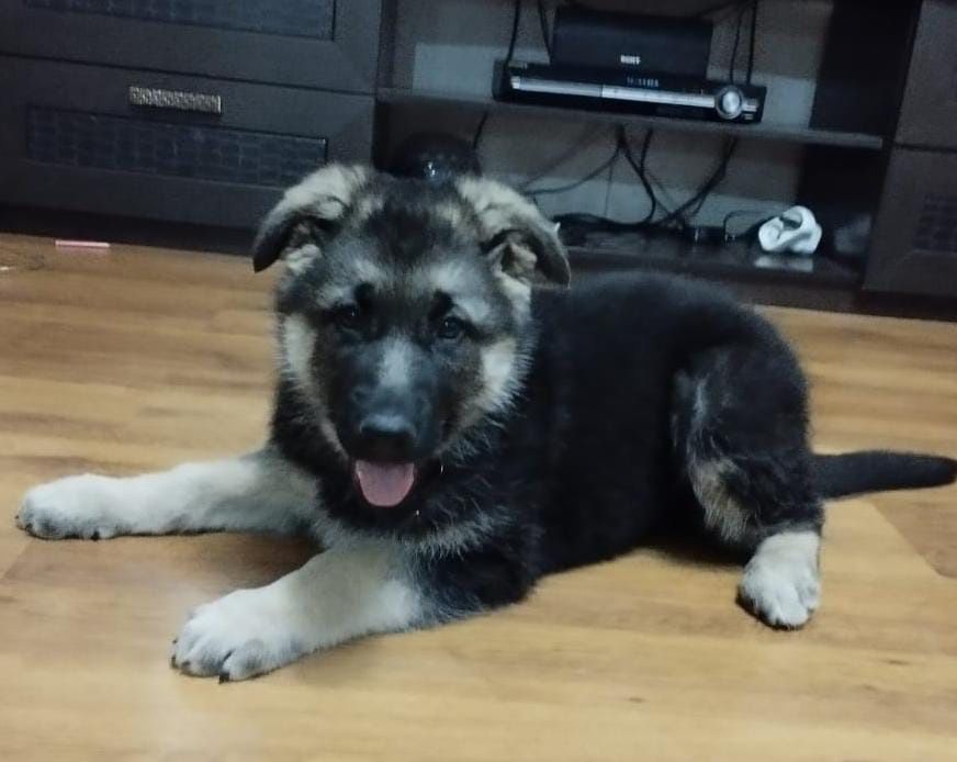 Восточно-европейская овчарка