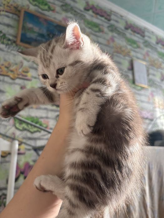продаются котята Скоттиш фолд