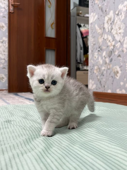 Продам котят британская шиншила