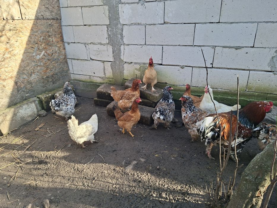 Cocosi si gaini de țară, australorp, brahma. 3 perechi pauni 2025.