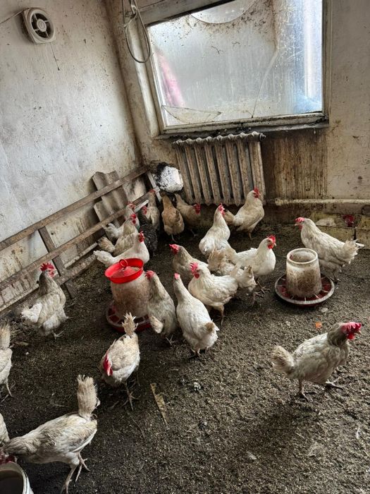 Куры несушки молодые