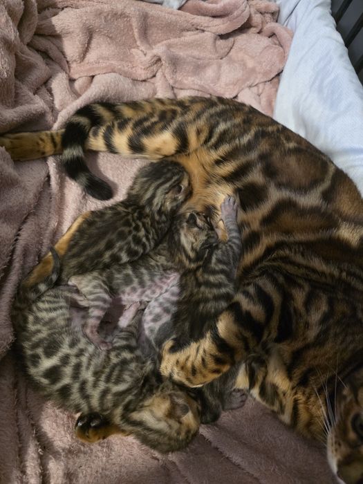 Pui de pisică rasa Bengal- leoparzi in miniatură din părințicupedigree